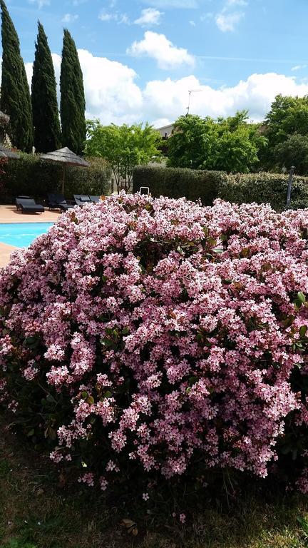 Farm stay Agriturismo Bonzalone Montiano (Tuscany)